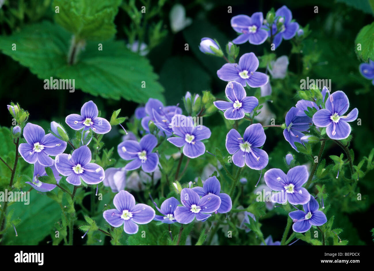 Campo comune-speedwell / Persico / speedwell ampio campo speedwell / Bird's-eye (Veronica persica) in fiore Foto Stock