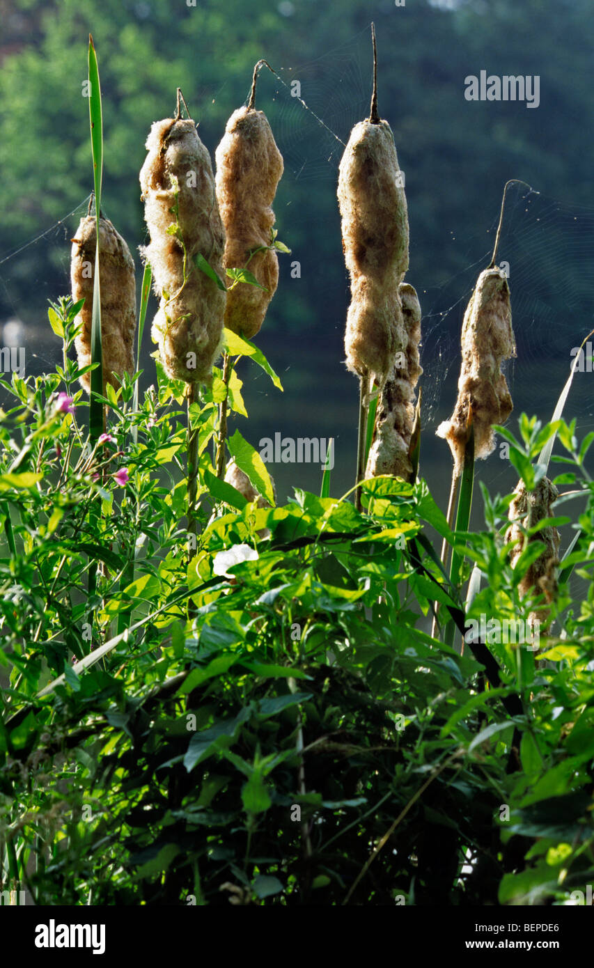 Maggiore bullrush / Reedmace seedhead / latifoglie tifa (Typha latifolia) al bordo del lago Foto Stock