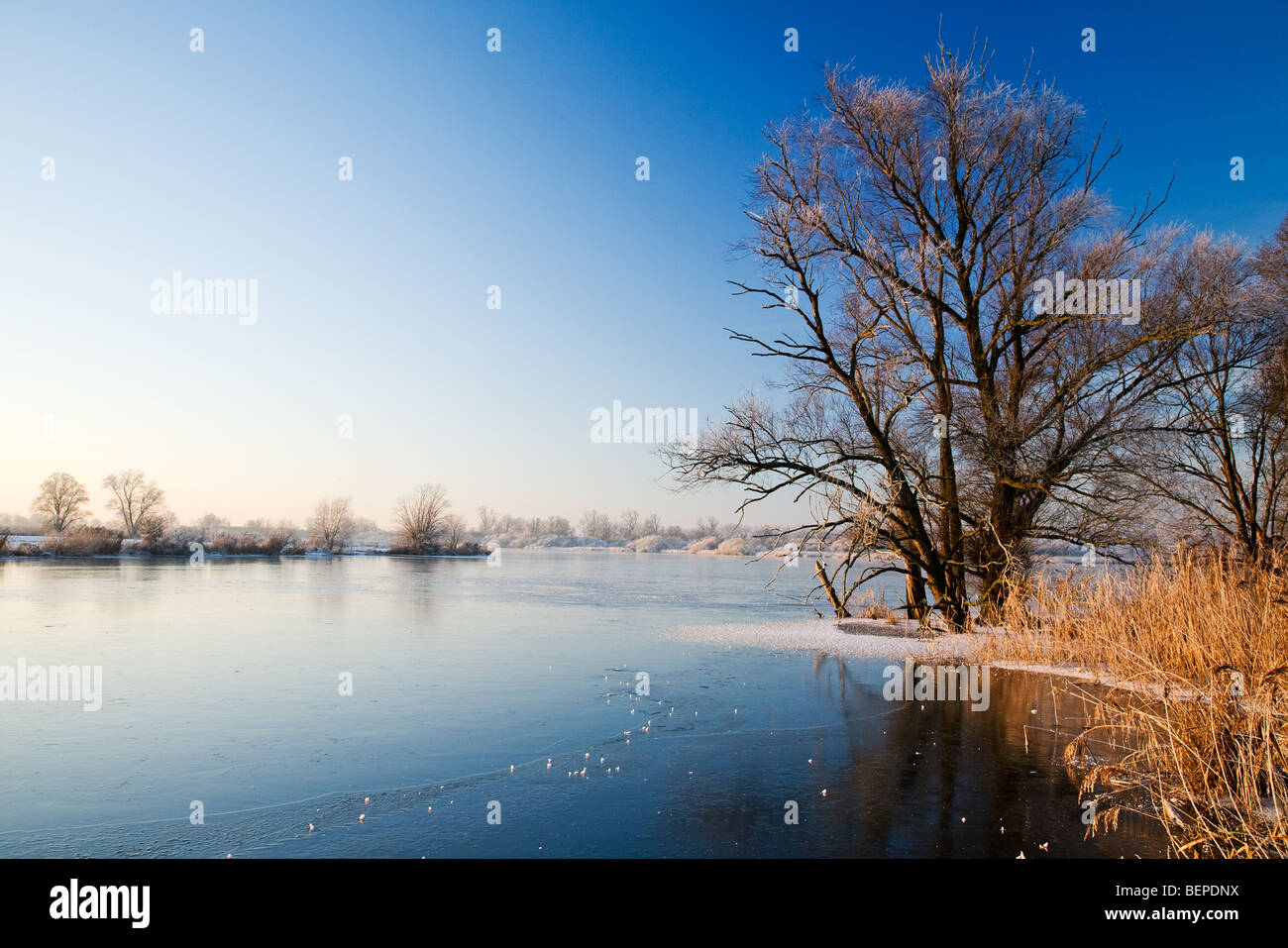 Lago ghiacciato e il paesaggio coperto di brina a riserva De Blankaart in inverno, Belgio Foto Stock