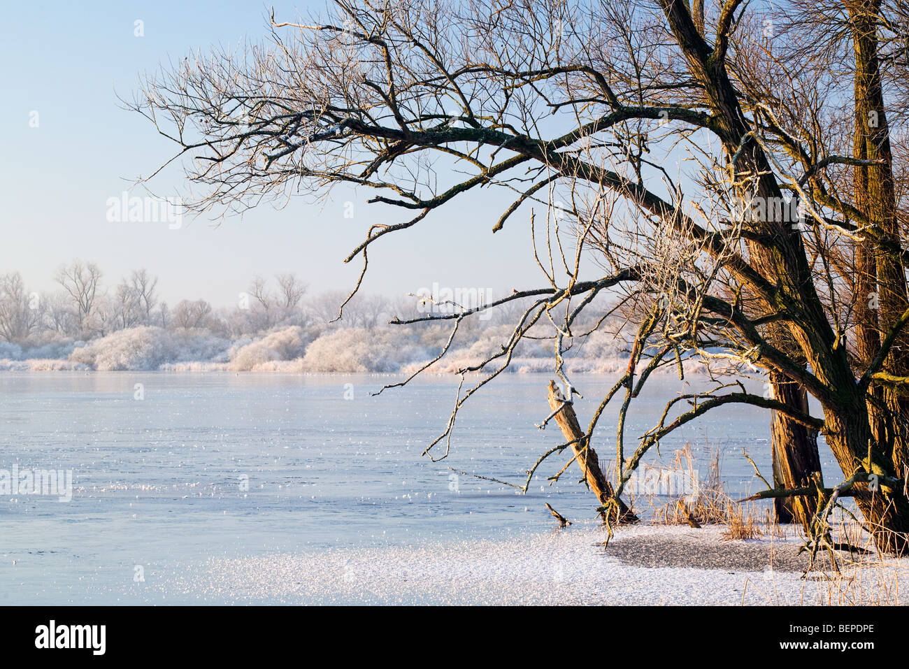Lago ghiacciato e il paesaggio coperto di brina a riserva De Blankaart in inverno, Belgio Foto Stock