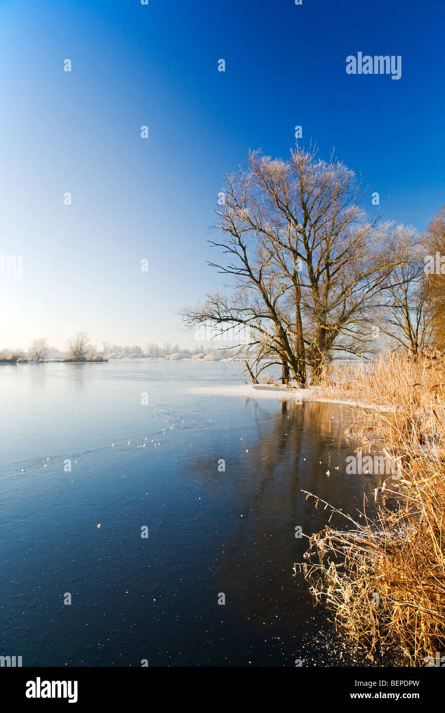 Lago ghiacciato e il paesaggio coperto di brina a riserva De Blankaart in inverno, Belgio Foto Stock