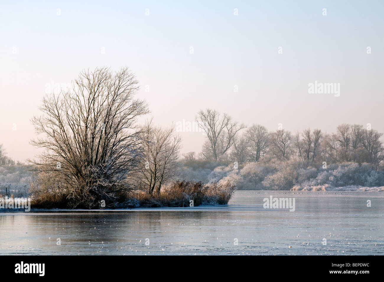 Lago ghiacciato e il paesaggio coperto di brina a riserva De Blankaart in inverno, Belgio Foto Stock
