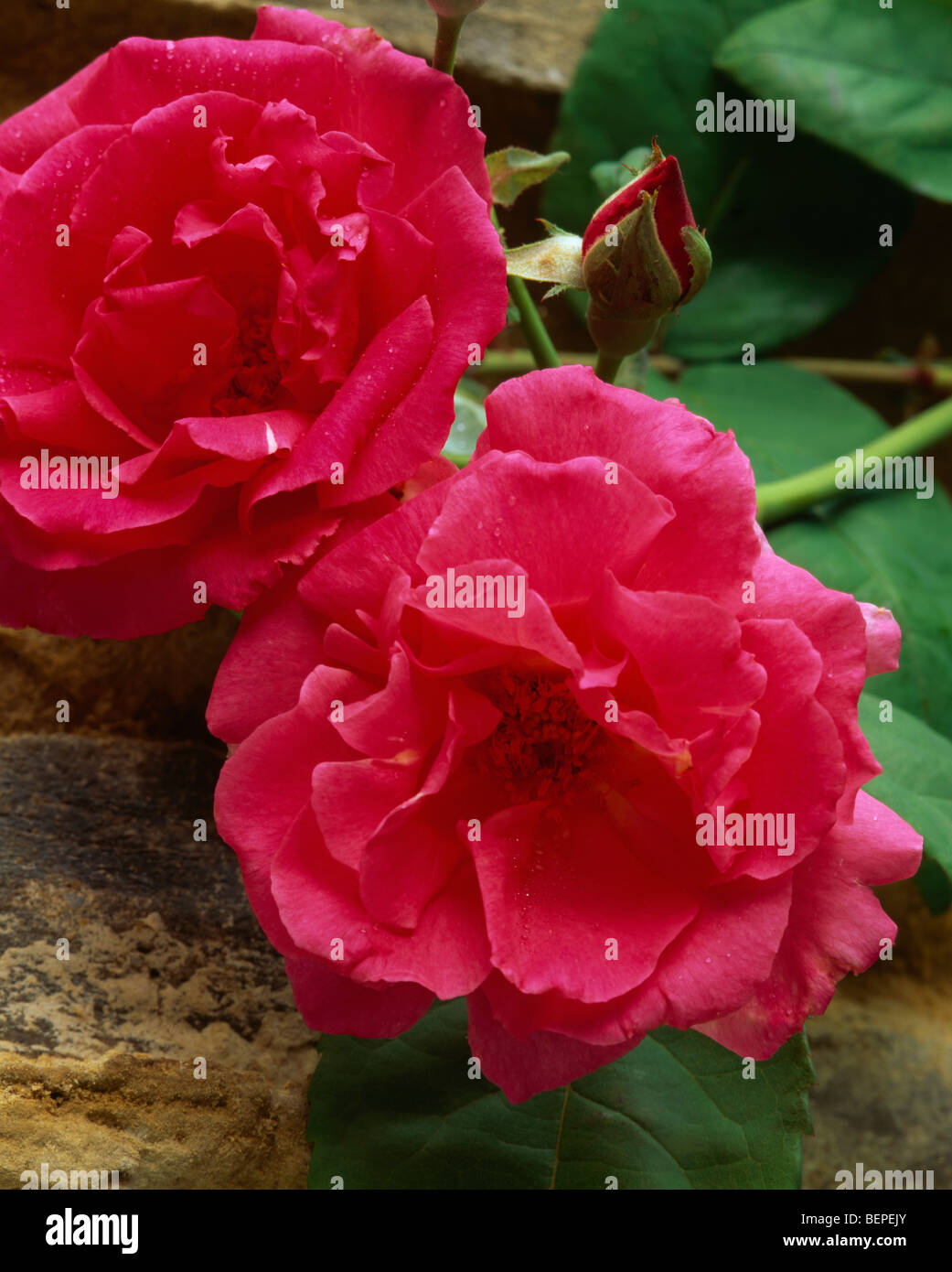 In prossimità dei due profondi le rose rosa Foto Stock