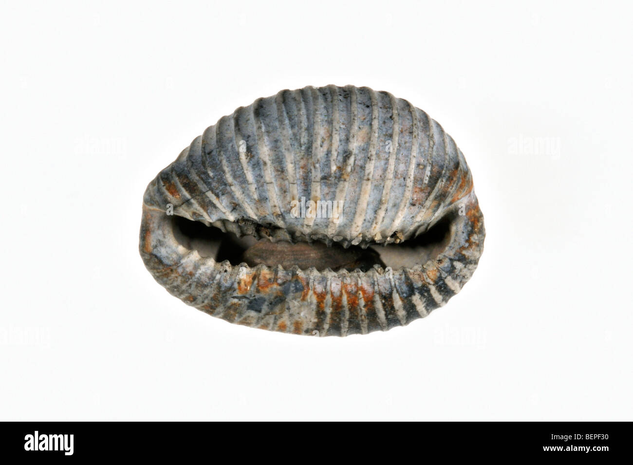 Arctic cowrie / cowrie settentrionale (Trivia arctica) shell su sfondo bianco Foto Stock