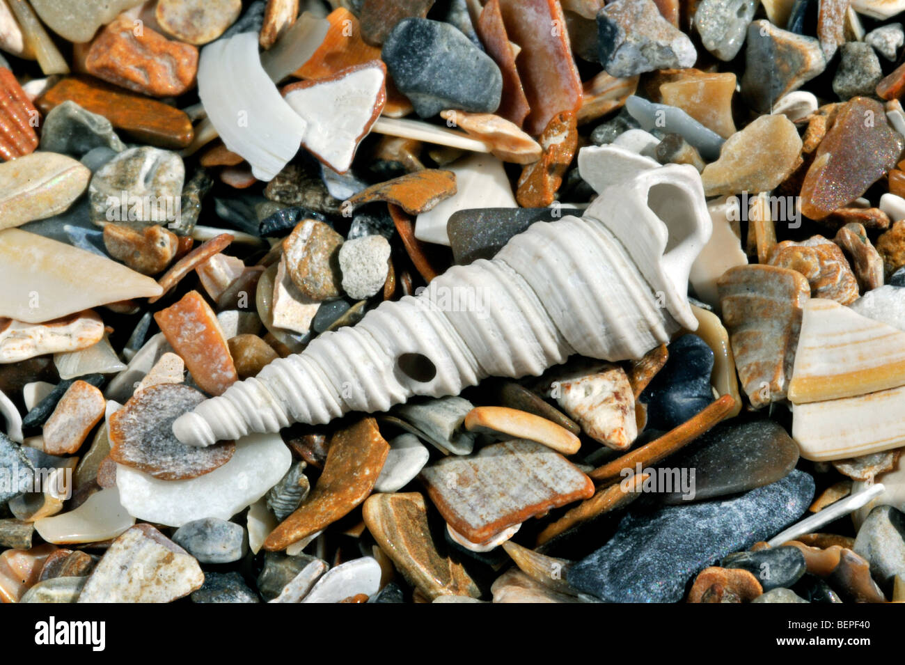 La torretta-shell (Turritella communis) che mostra il foro sulla spiaggia Foto Stock