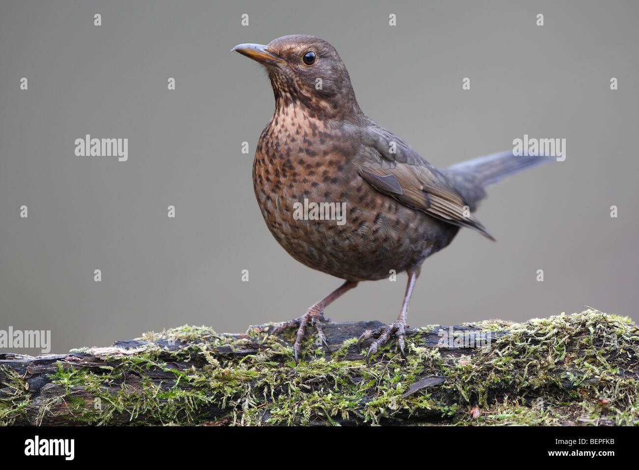 Merlo femmina (Turdus merula) sul look-out, Belgio Foto Stock