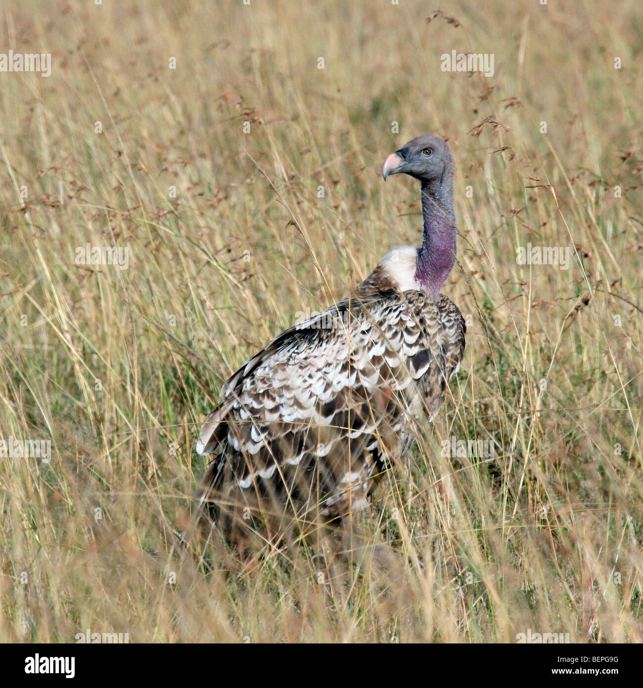 Rüppell's vulture / Rüppell il grifone (Gyps rueppellii), il Masai Mara riserva nazionale, Kenya, Africa orientale Foto Stock