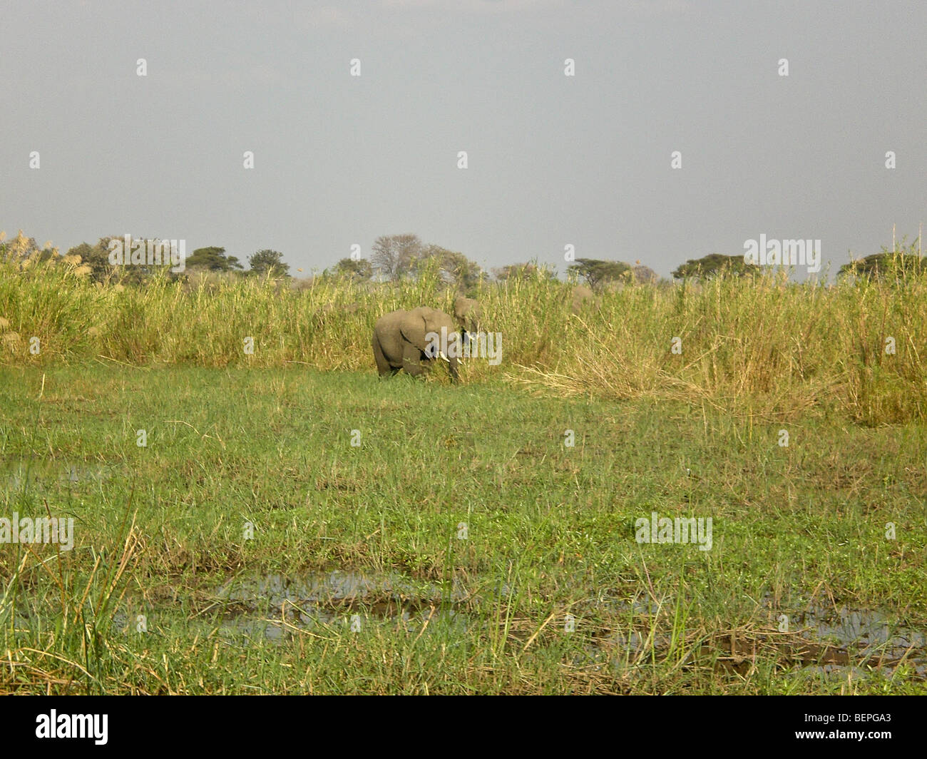 L'elefante nella palude Kafuie National Park, Zambia Africa rurale vacanze vacanze viaggi Foto Stock