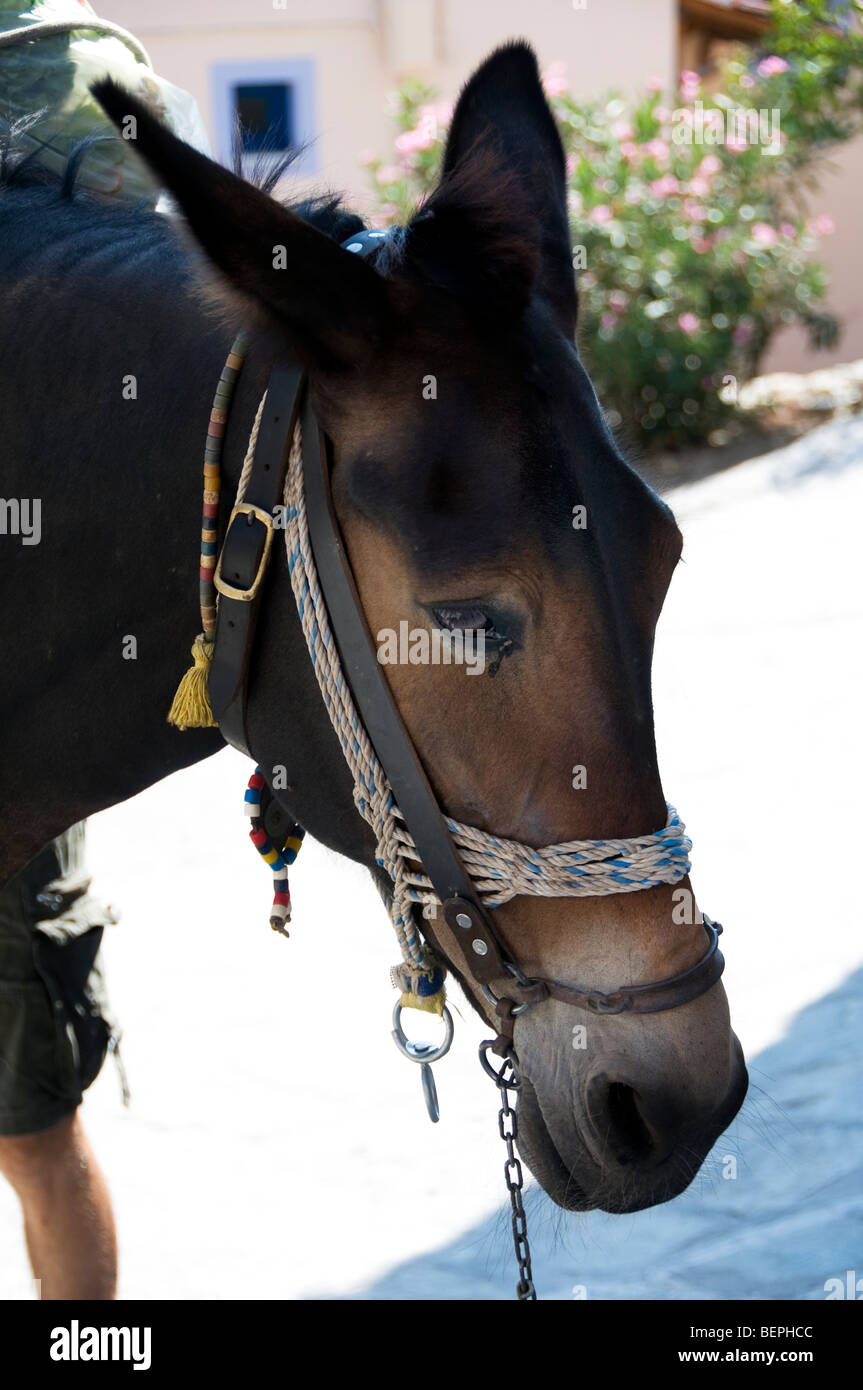 Mulo utilizzato per il trasporto di bagagli, rifiuti ecc intorno alla città vecchia, Alonissos, Sporadi, Grecia Foto Stock