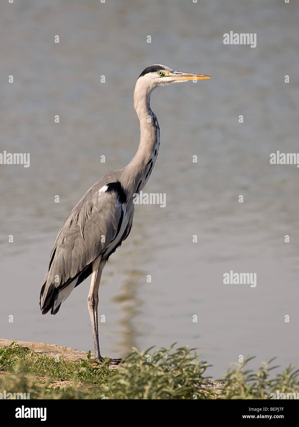 Un bellissimo airone cinerino (Ardea cinerea) seduto sul bordo di una piscina di acqua Foto Stock