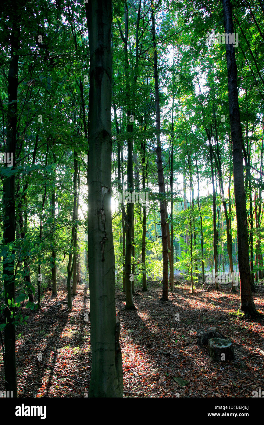 Molla di retroilluminazione alberi da bosco inglese Foresta di Sherwood commissione forestale Nottinghamshire County Inghilterra REGNO UNITO Foto Stock