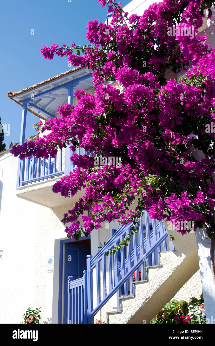 Casa greca con bougainvillea rosa, città vecchia Alonissos, Isole greche, Grecia, Europa Foto Stock