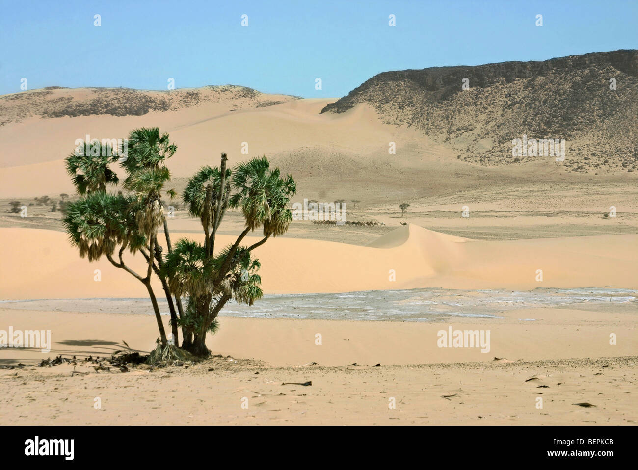Oasi nel deserto del Sahara con dromedario cammelli (Camelus dromedarius) e Palm tree, Niger, Africa occidentale Foto Stock