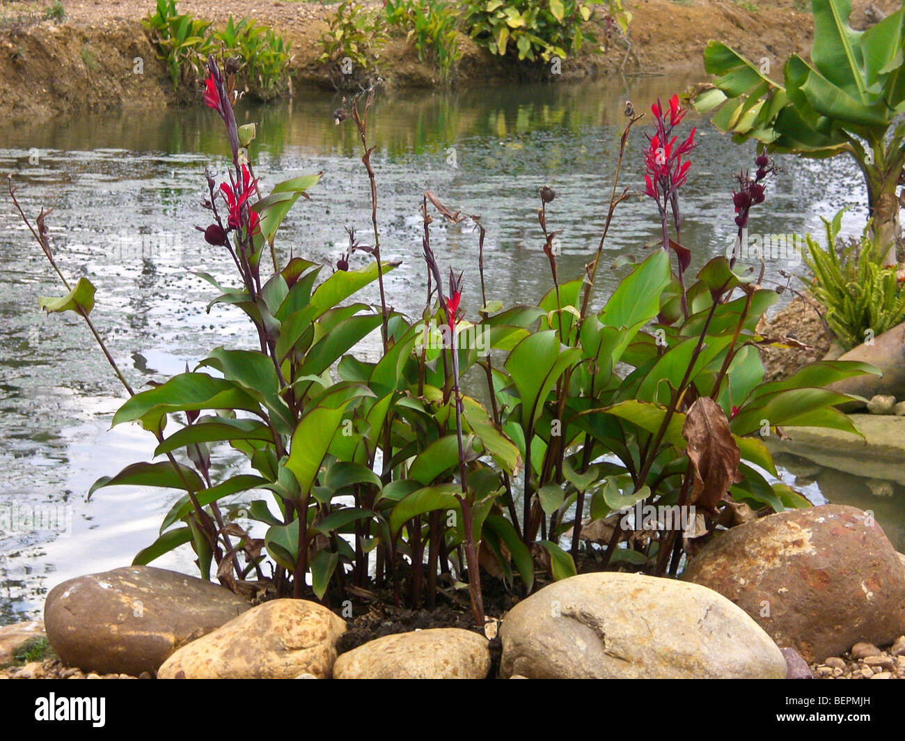 Canna gigli, Zambia Africa. Foto Stock