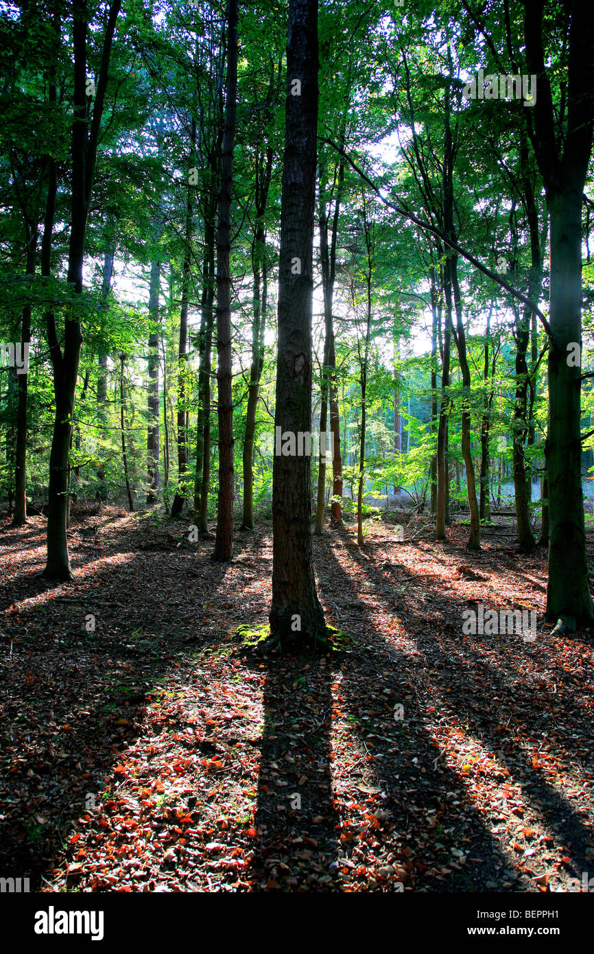 Molla di retroilluminazione alberi da bosco inglese Foresta di Sherwood commissione forestale Nottinghamshire County Inghilterra REGNO UNITO Foto Stock