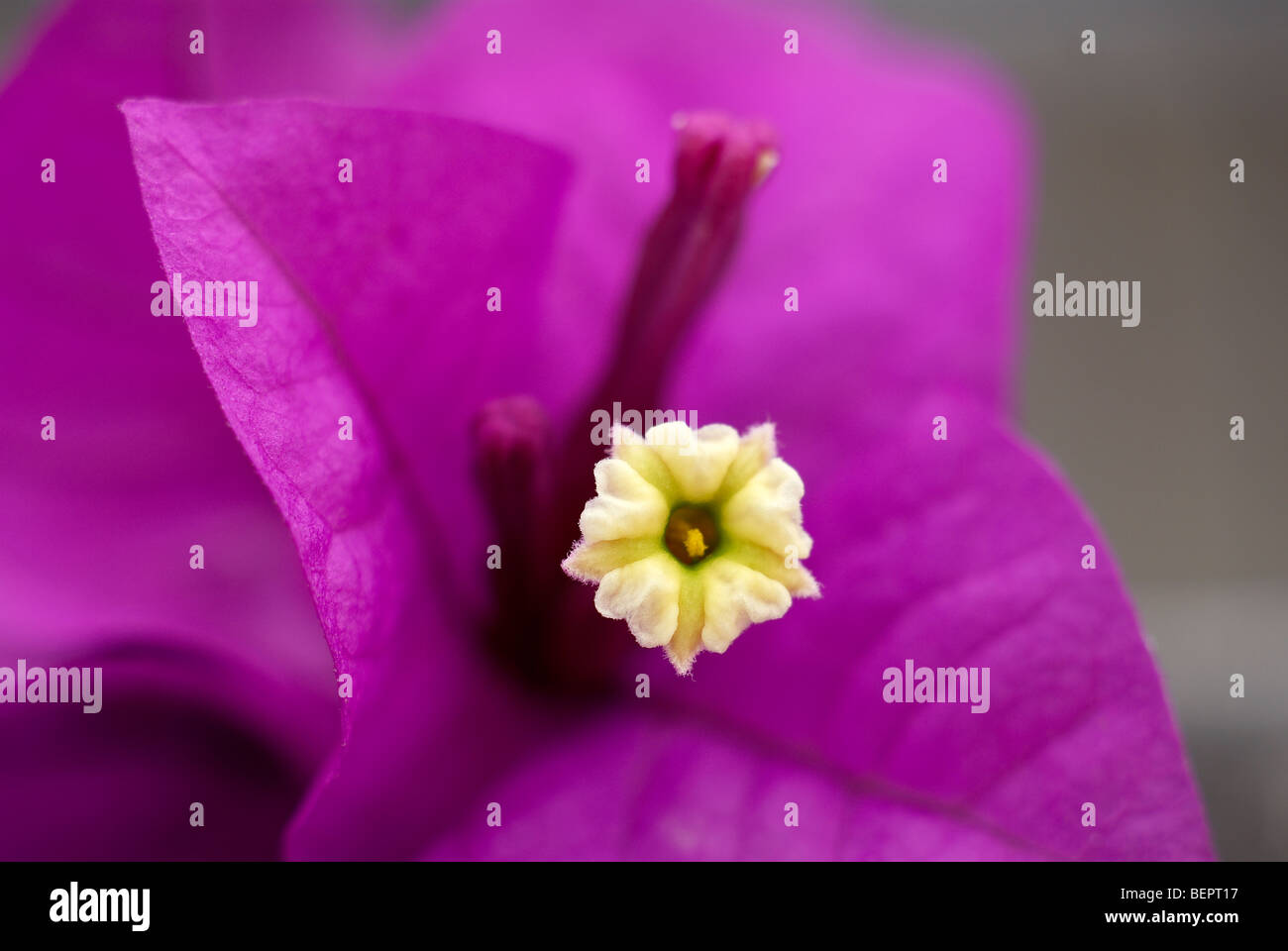 Bouganville, fiore viola, fiori, fiori viola, macro, messa a fuoco ravvicinata, vicino stame Foto Stock