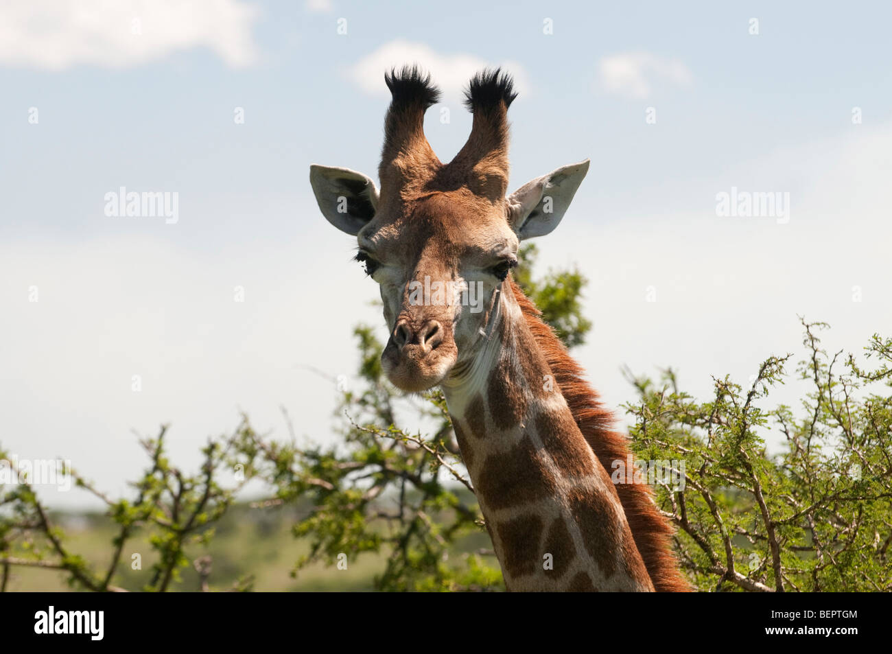 Giraffe a tala Game Reserve vicino a Durban, Sud Africa Foto Stock