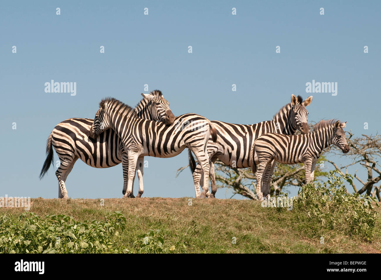 Zebre si riuniscono in Tala Game Reserve vicino a Durban, Sud Africa Foto Stock