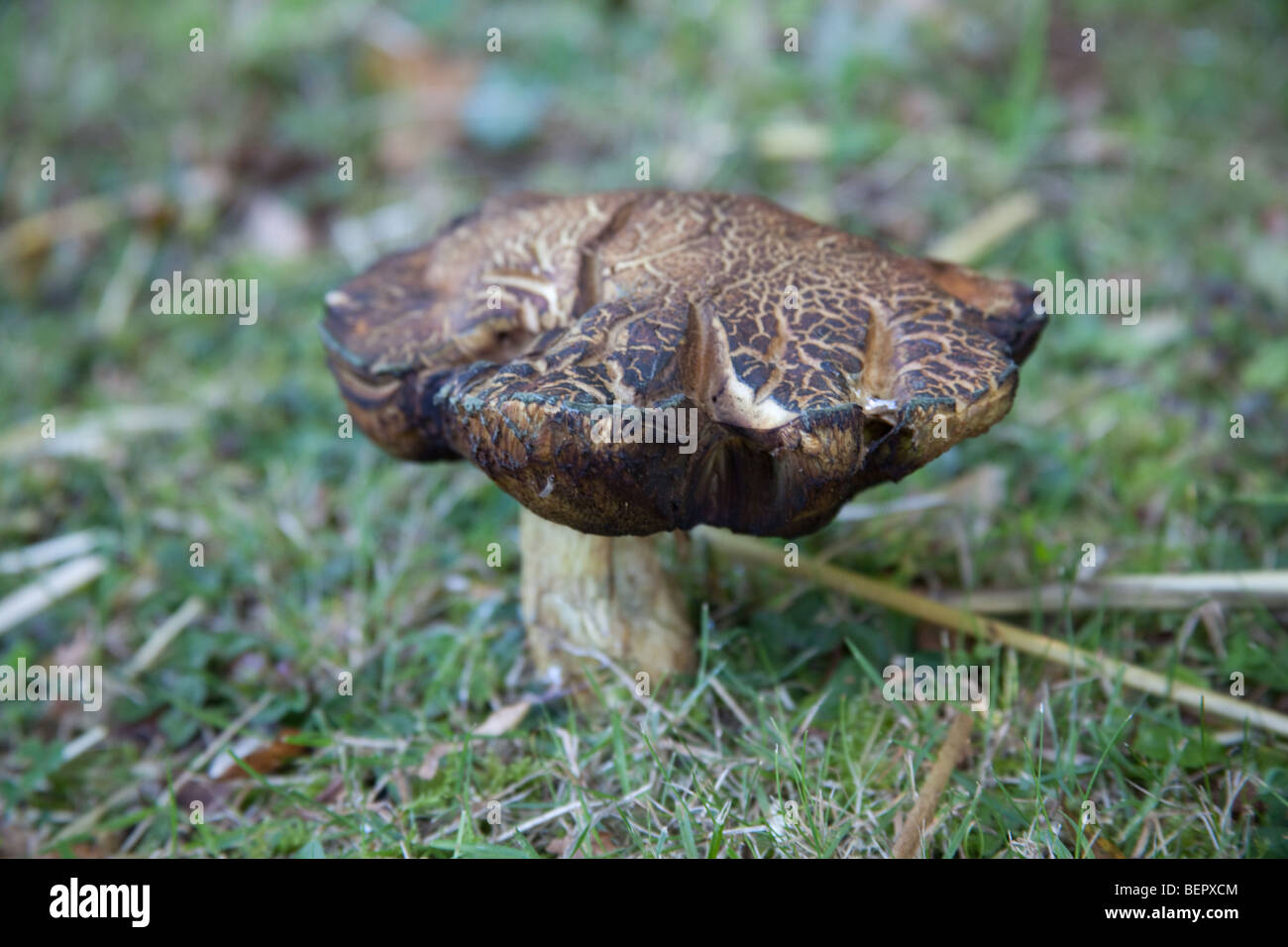 Leccinum pseudoscabrum o Hazel Bolete fungo, Hampshire, Inghilterra. Foto Stock