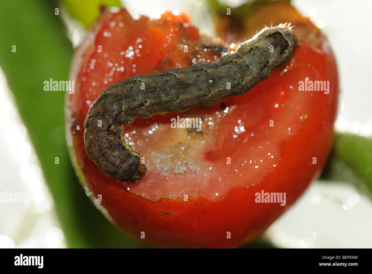 La tignola del pomodoro (Lacanobia oleracea) caterpillar e danni al pomodoro maturo frutta Foto Stock