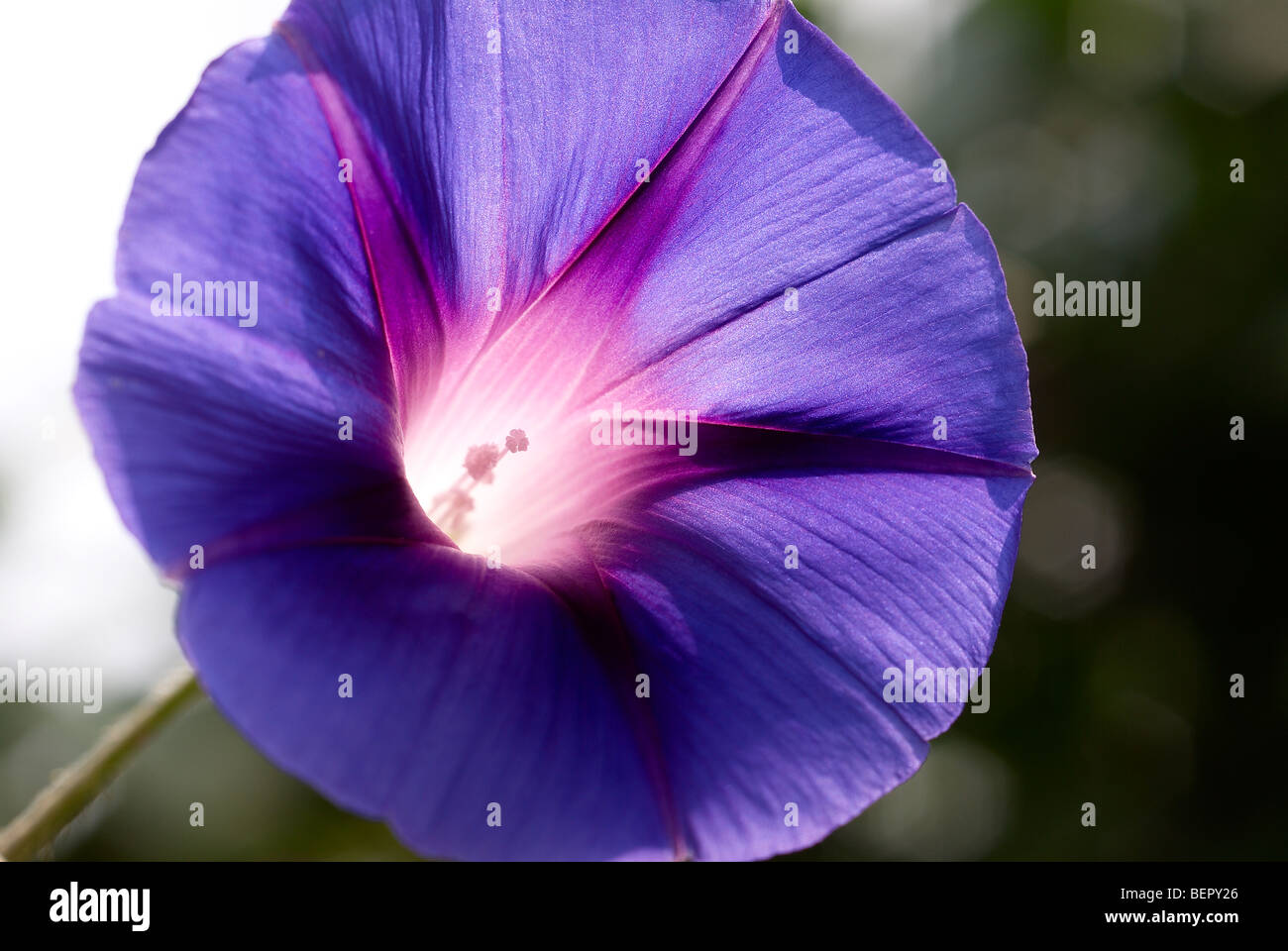 Gloria di mattina, fiore blu, blu reale, bianco, stame, fiori, fiori, superriduttore, macro close-up, close up Foto Stock