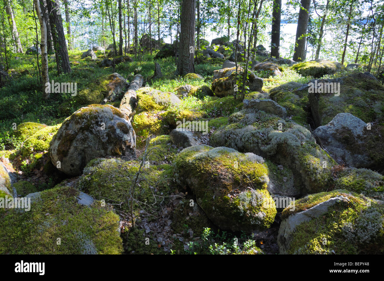 La foto mostra enormi massi che un tipico sfondo di ogni isola nel sud della regione della Carelia Repubblica Foto Stock