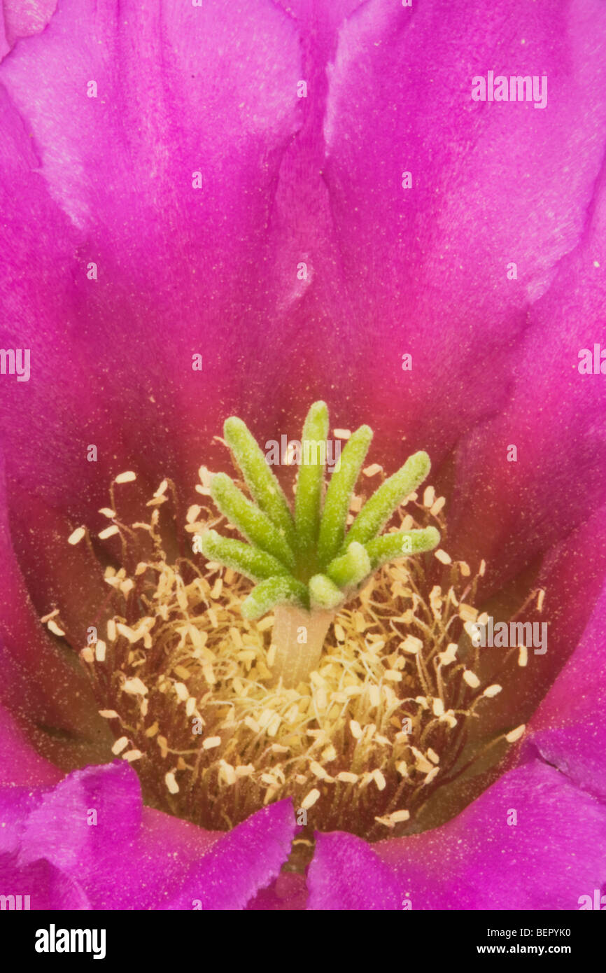 Strawberry Cactus Hedgehog (Echinocereus enneacanthus),blooming, Rio Grande Valley, South Texas, Stati Uniti d'America Foto Stock