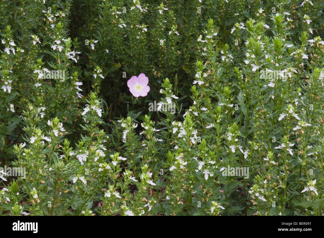 Appariscente Primula (Oenothera speciosa) tra menta Rosa (Stachys drummondii), Rio Grande Valley, Texas, Stati Uniti d'America Foto Stock