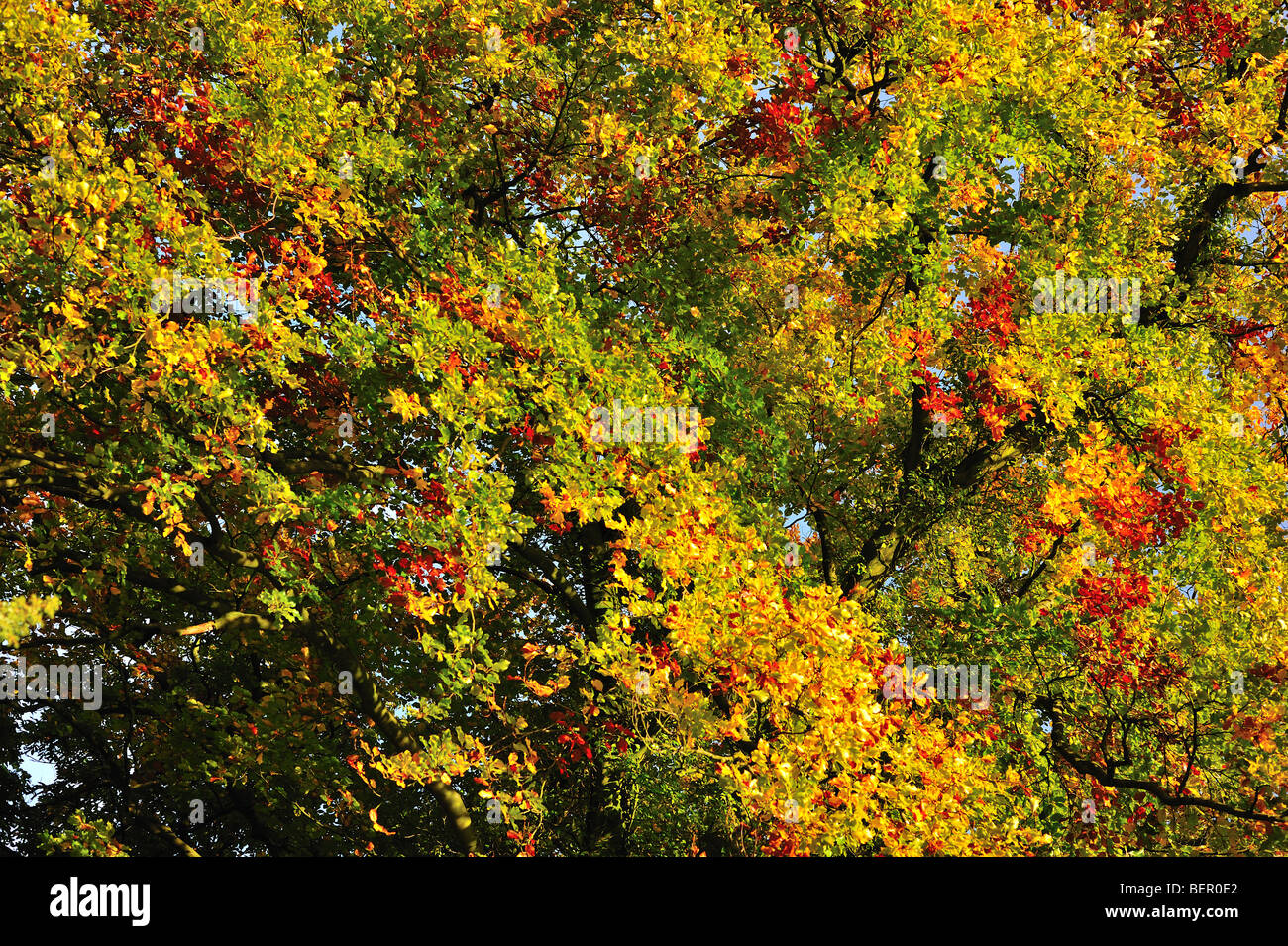 Un bosco in autunno che mostra i suoi colori subacquei Foto Stock