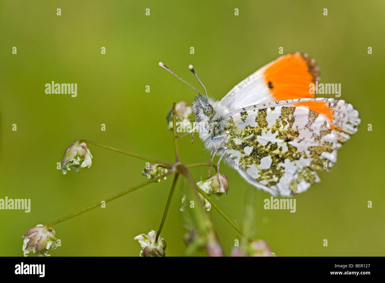 Regno Unito punta arancione farfalla Foto Stock