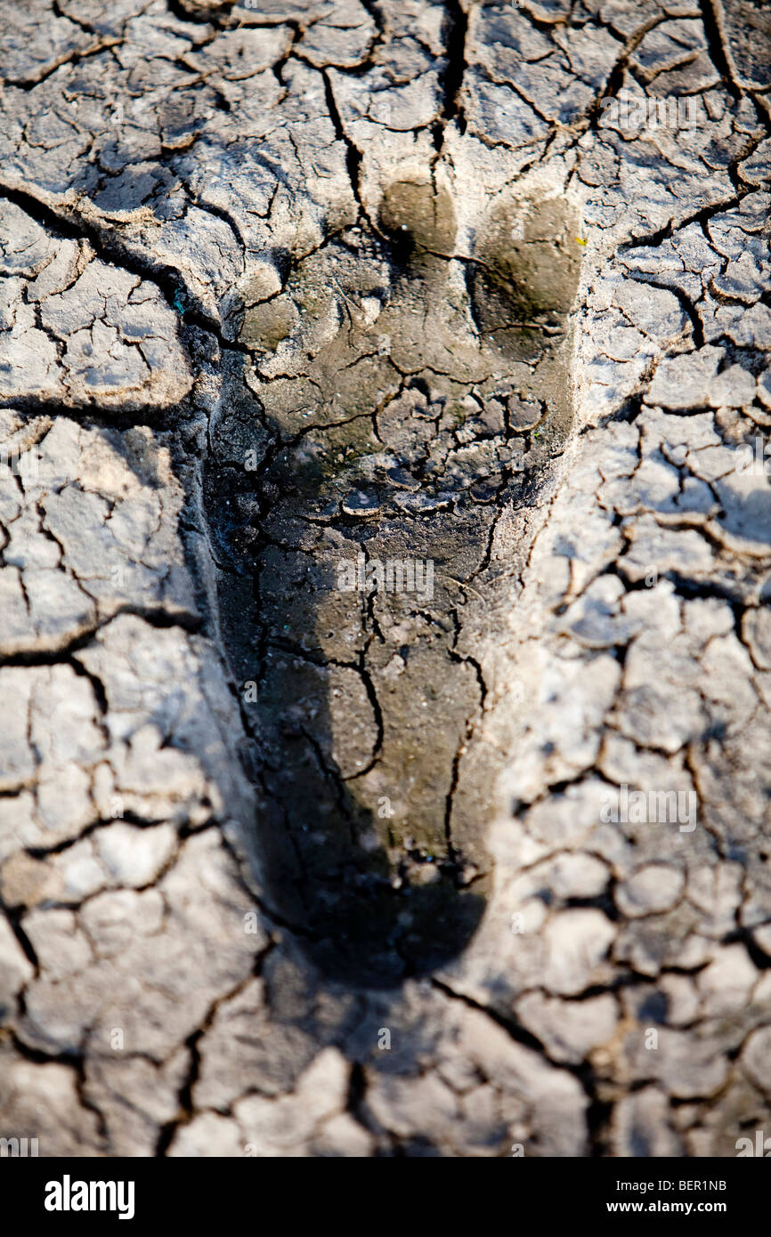 Concetto ambientale, la carenza idrica e siccità impronta in fango secco Foto Stock