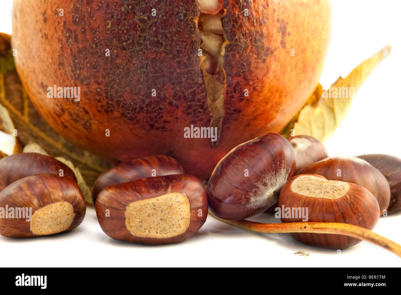 Foglie di faggio con castagne melograno bianco in foglia di massa posteriore Foto Stock