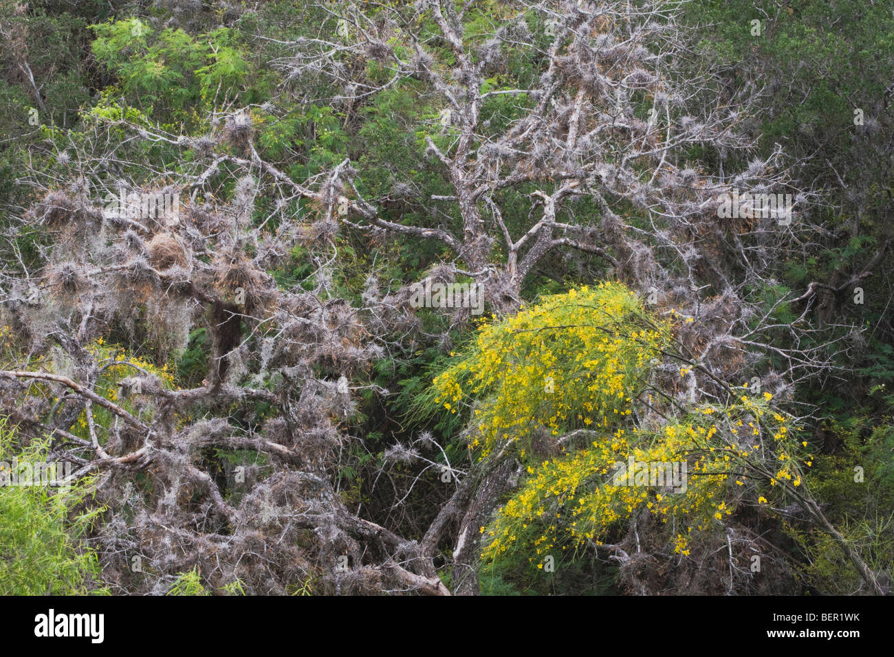 Retama, Paloverde (Parkinsonia aculeata) fiorire nella tettoia, Rio Grande Valley, Texas, Stati Uniti d'America Foto Stock