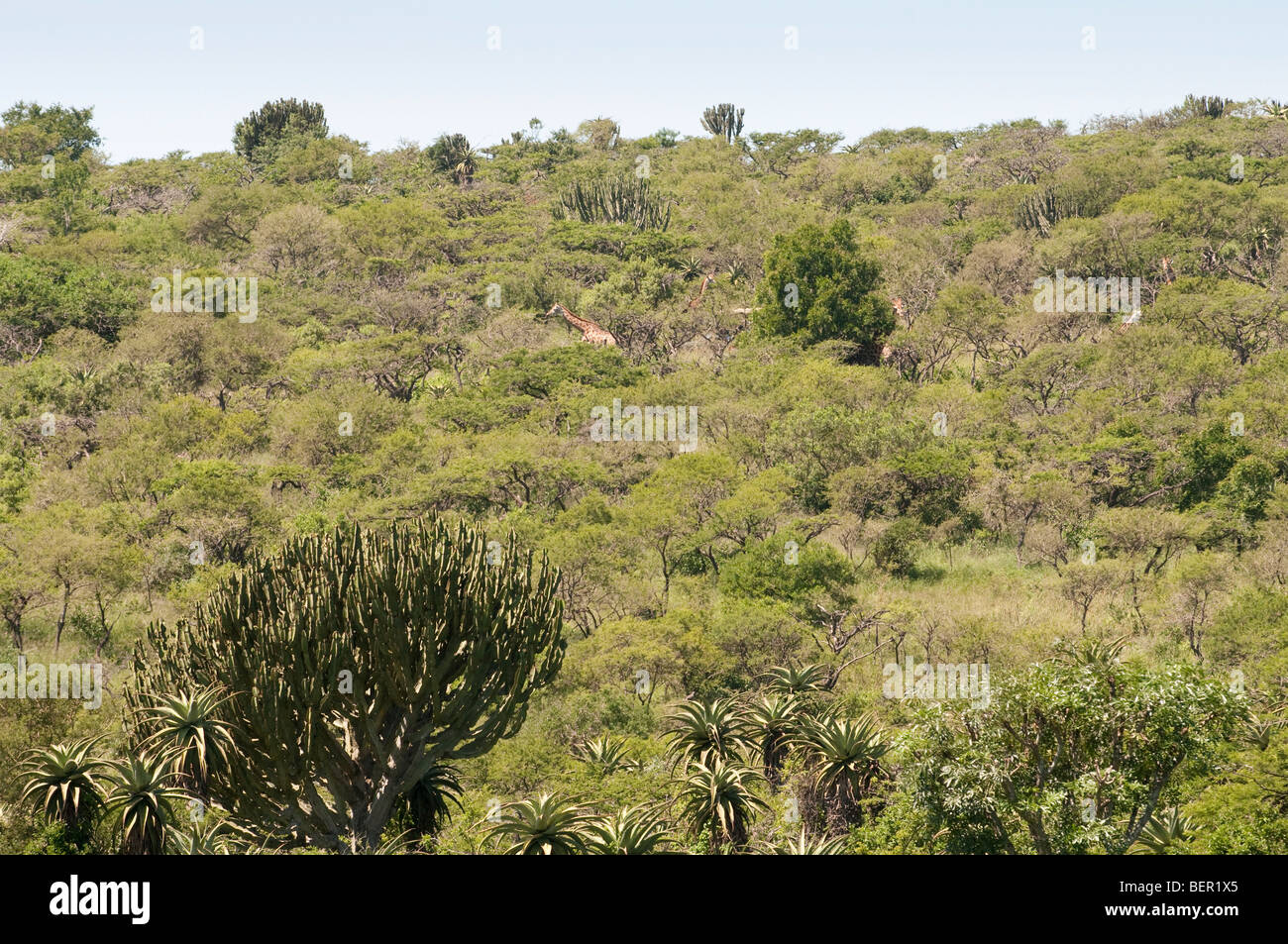 Le giraffe mimetizzata nel paesaggio di Tala Game Reserve vicino a Durban, Sud Africa Foto Stock