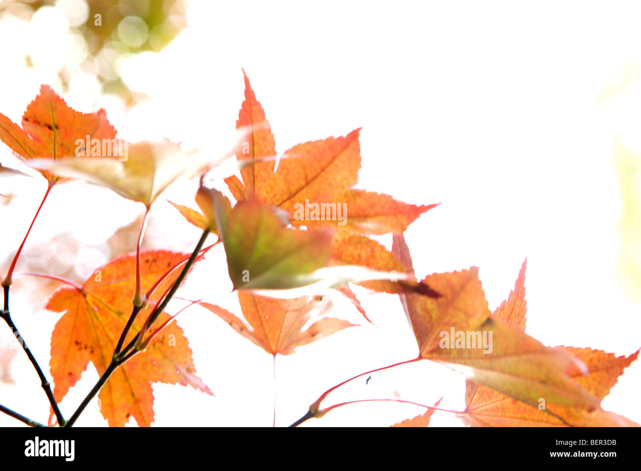 Acer palmatum atropurpureum in autunno colori vivaci e modelli astratti Foto Stock