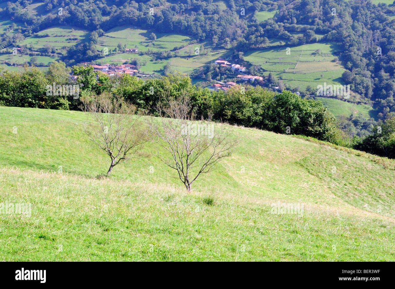 Paesaggio estivo con erba verde nelle Asturie, Spagna. Foto Stock