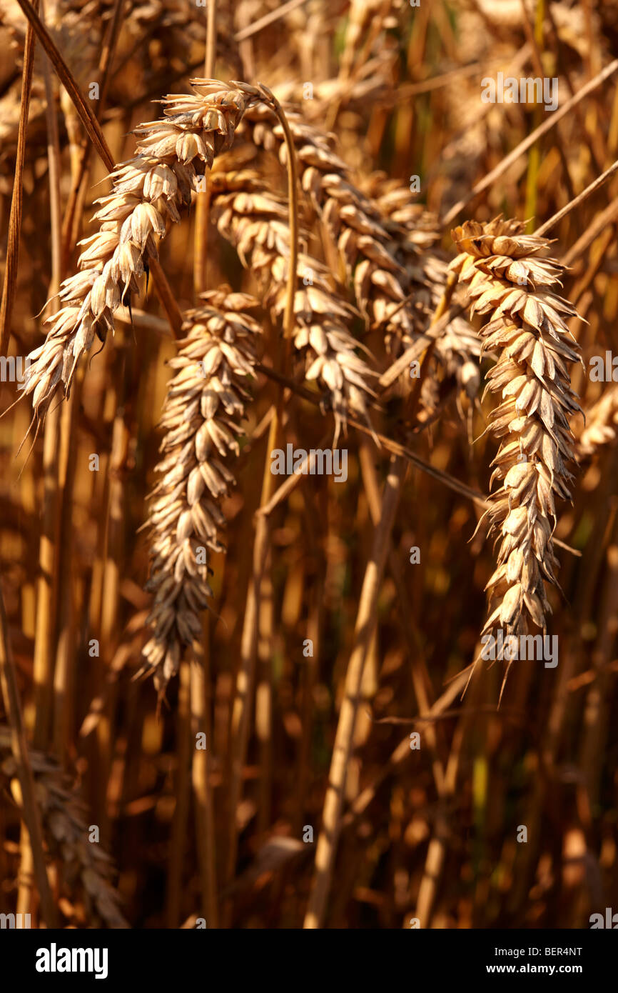 Campo di grano pronto per la mietitura Foto Stock