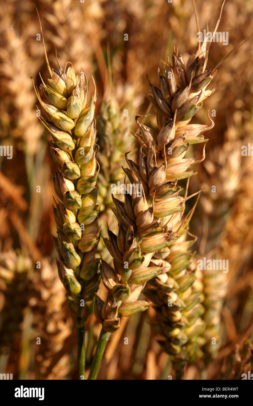 Campo di grano pronto per la mietitura Foto Stock