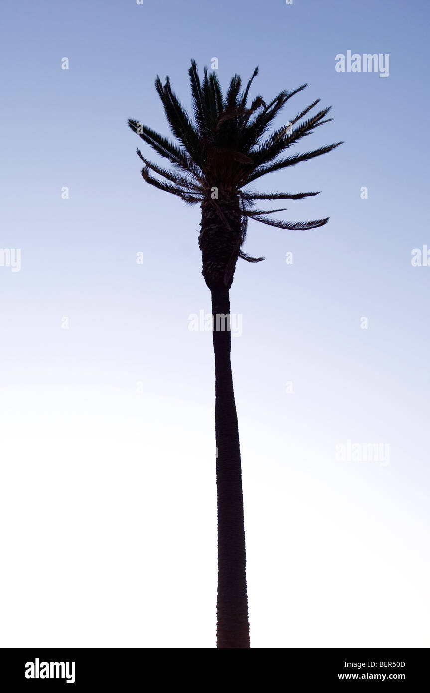 Palm Tree Foto Stock