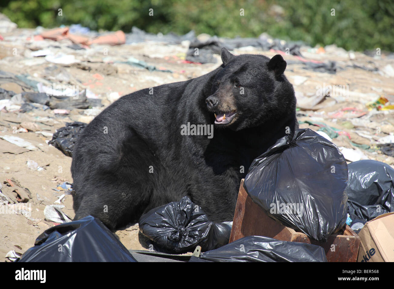 Black Bear in cerca di cibo tra i sacchi della spazzatura Foto Stock