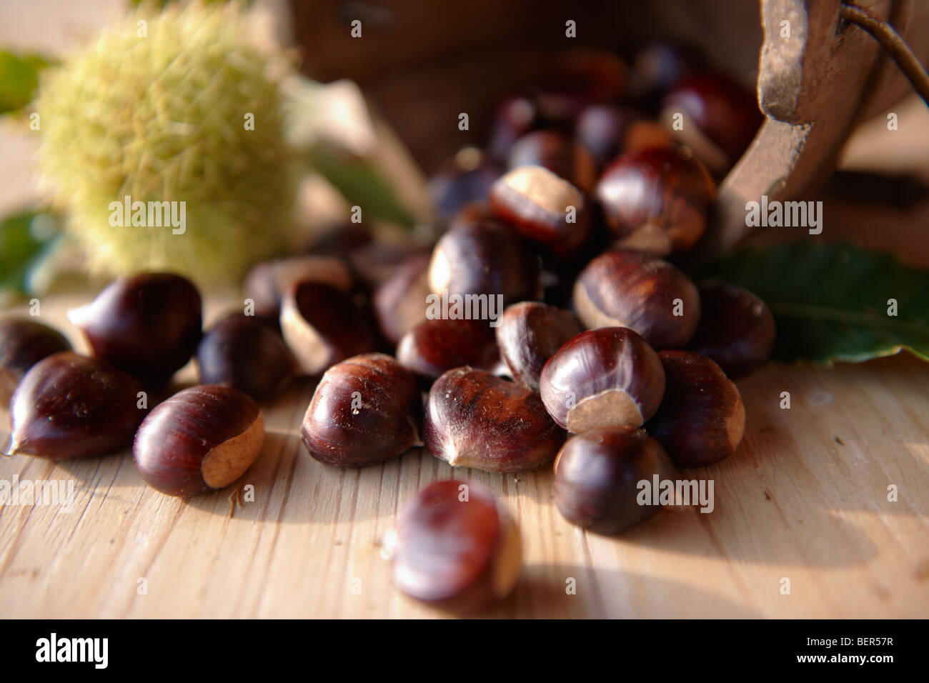Raccolti freschi frutti di castagno e in gusci (Castanea sativa) Foto Stock