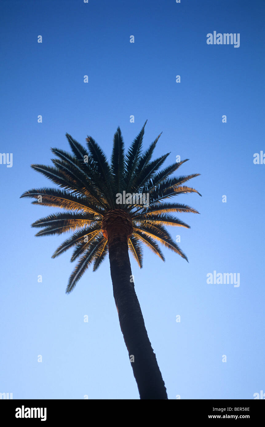 Palm tree stagliano nella regolazione del sole Foto Stock