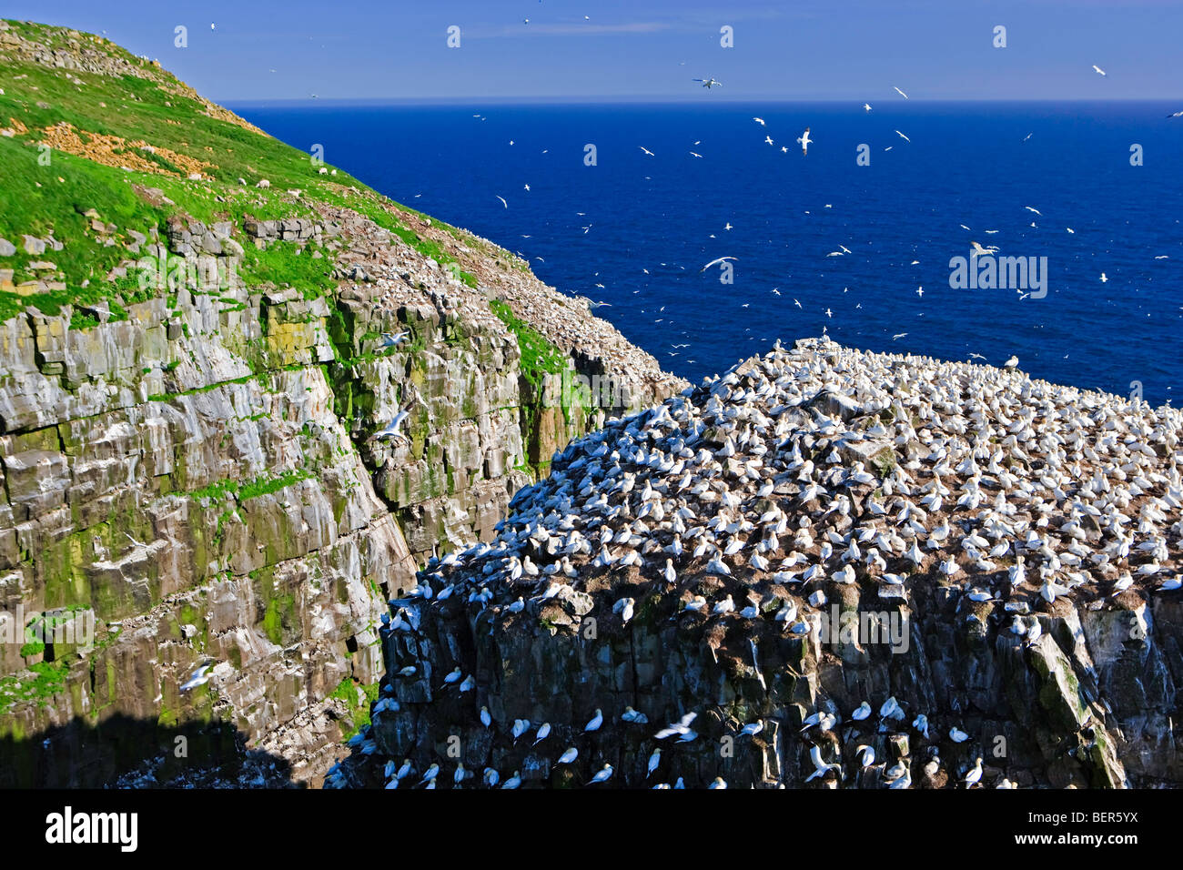 Northern Sule, Morus bassanus, nesting su Bird Rock presso il capo di St Mary Riserva Ecologica, Capo St Mary's, noto anche come T Foto Stock
