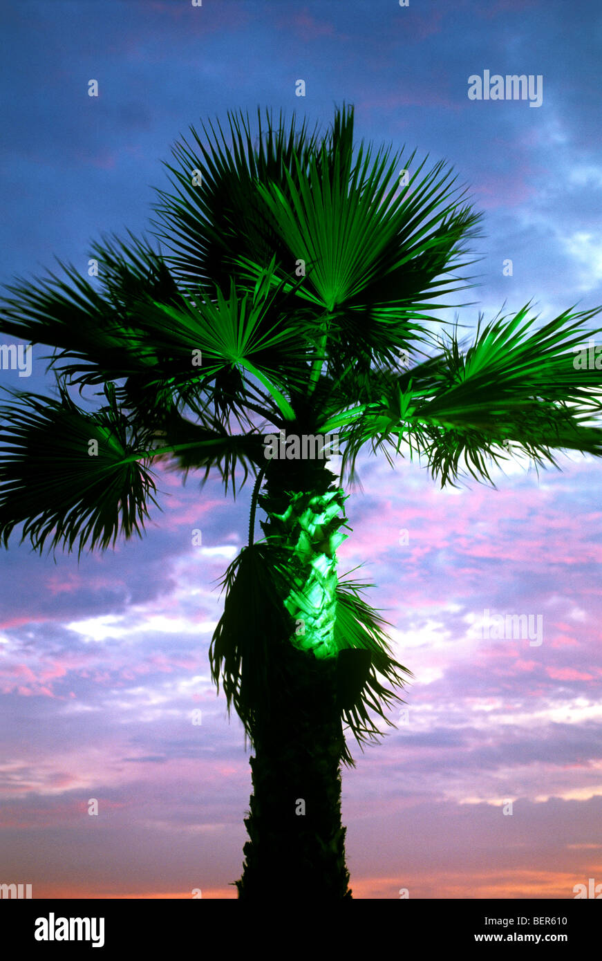 Accesa Palm Tree al tramonto Foto Stock
