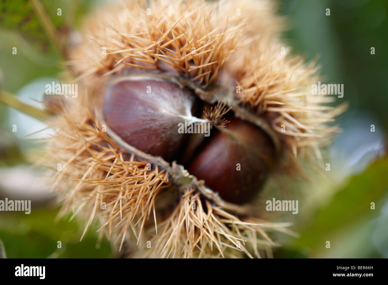 Onu fresche raccolte a frutto di castagno appeso a un albero (Castanea sativa) Foto Stock