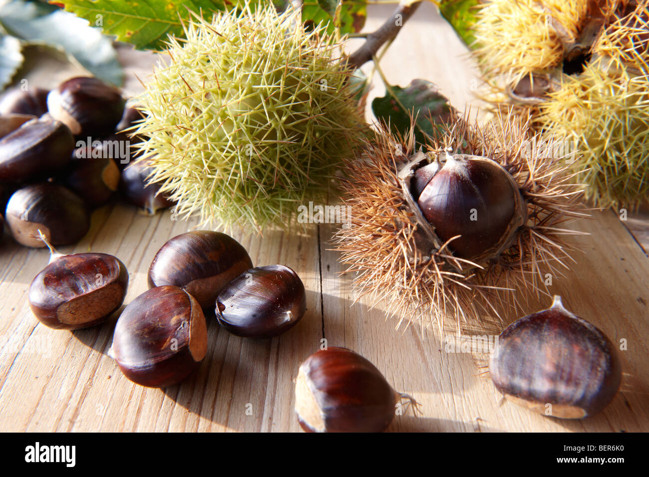 Raccolti freschi frutti di castagno e in gusci (Castanea sativa) Foto Stock