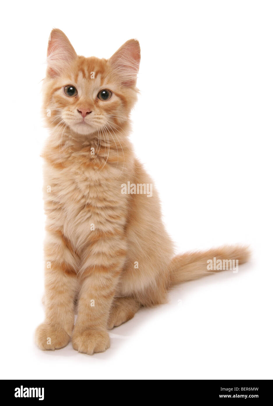 Siberiano Rosso tabby kitten 15 settimane vecchio ritratto in studio Foto Stock