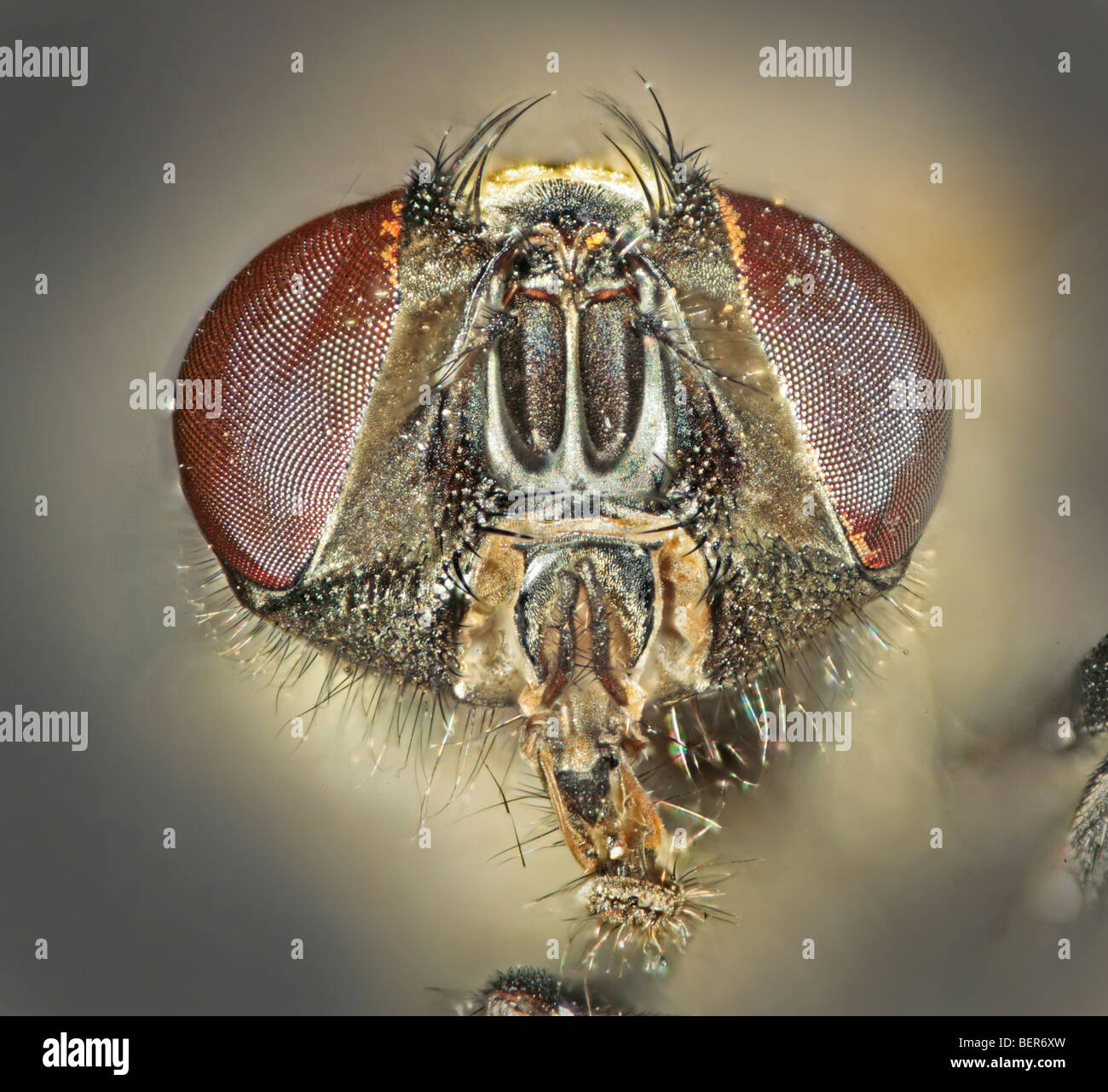 Housefly (anche mosca di casa, casa-fly o housefly comune), Musca domestica, la testa sulla faccia verticale Foto Stock