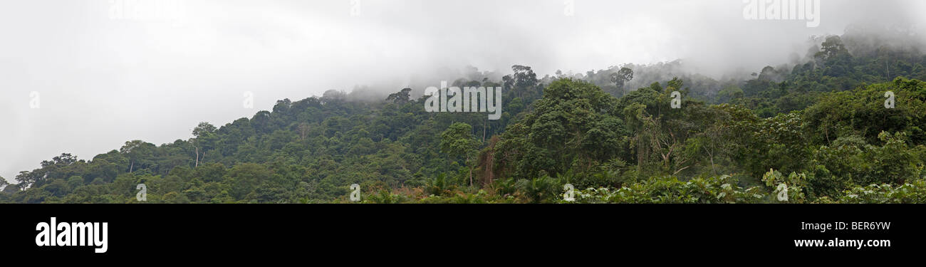 Tropical misty rainforest vista Giungla, Malaysia Foto Stock