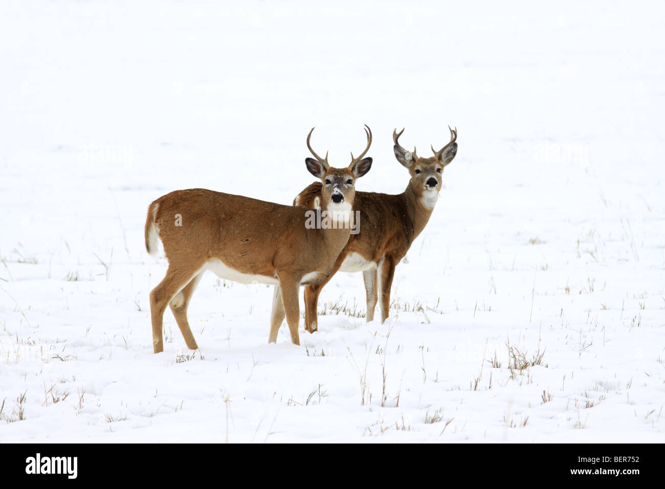 Due buck White-tailed deer in piedi insieme in una coperta di neve campo. Foto Stock